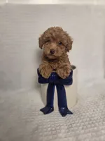AKC Asher, a male Poodle - Toy  for sale in Habersham, GA – 1 of 10
