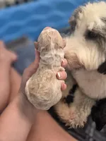 Cloud, a female Sheepadoodle for sale in Cornelia, GA – 2 of 4