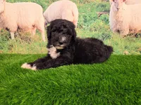 Ronnie, a male Sheepadoodle for sale in Cornelia, GA – 3 of 8