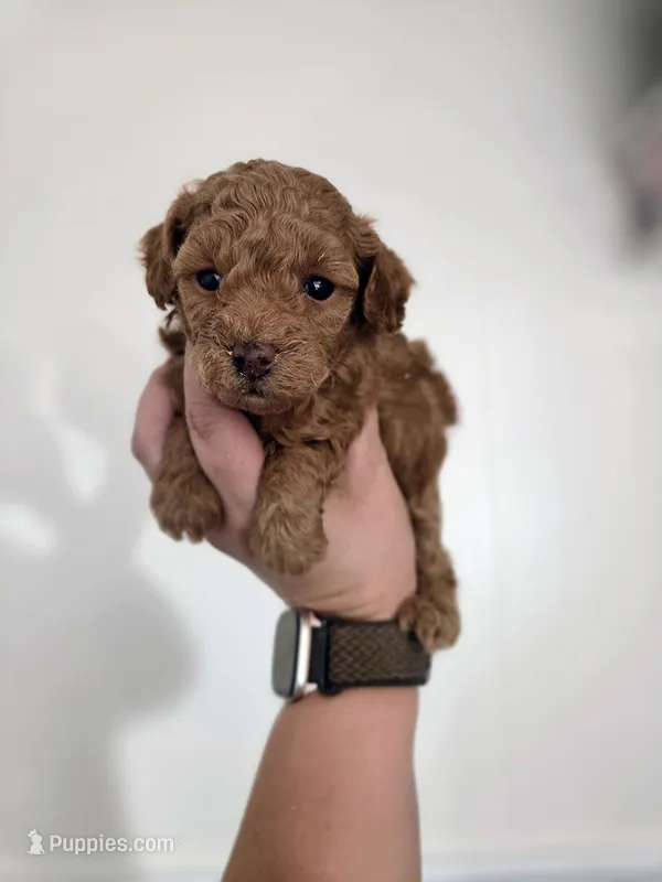 AKC Asher – Poodle - Toy  puppy for sale in Habersham, GA
