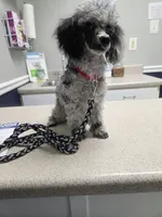 AKC Zeke 5lbs, a male Poodle - Toy  for sale in Habersham, GA – 5 of 9