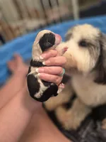 Sebastian , a male Sheepadoodle for sale in Cornelia, GA – 1 of 4