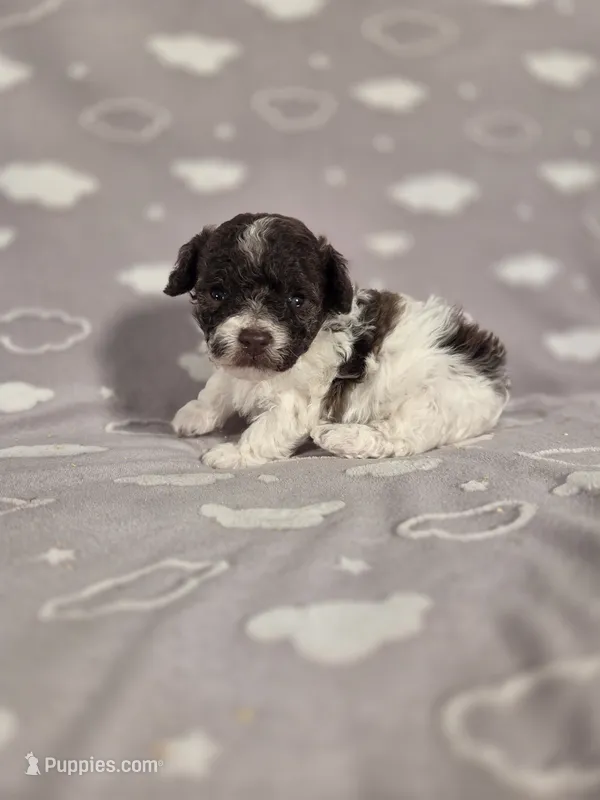 Ollie – Poodle - Toy  puppy for sale in Habersham, GA