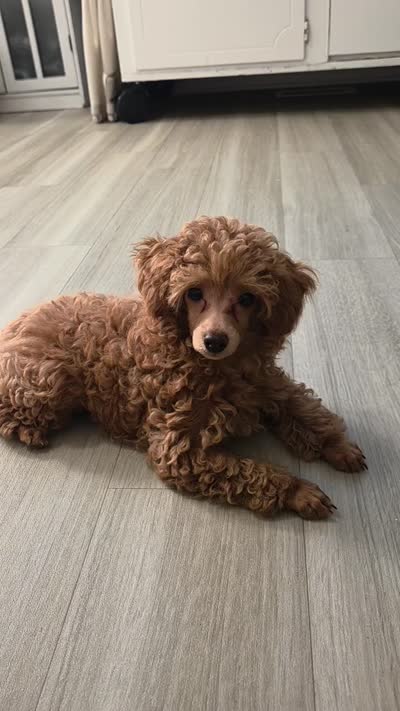 AKC Asher Health Tested, a male Poodle - Toy  for sale in Cornelia, GA – 10 of 10