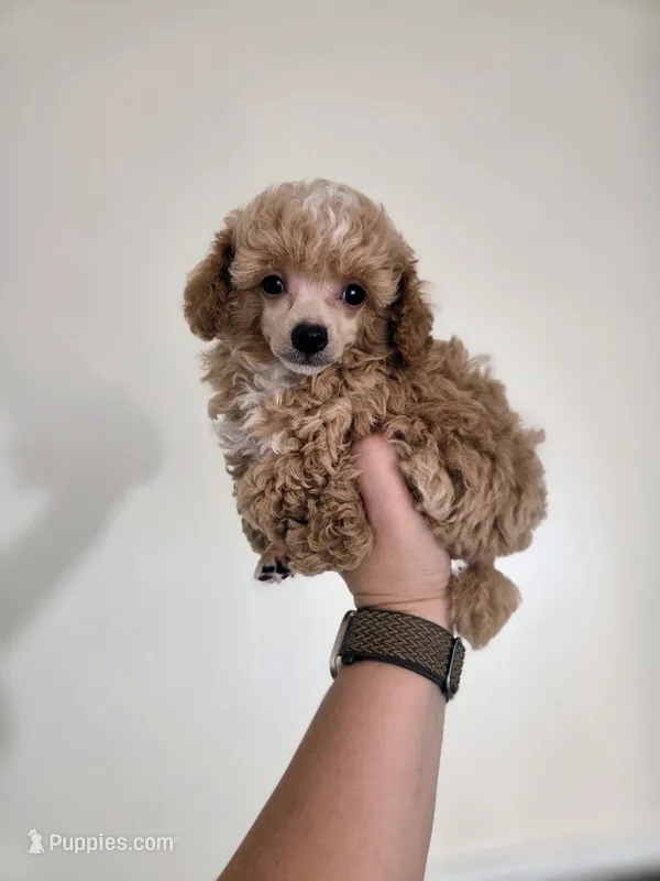 AKC Tiny Cedar – Poodle - Toy  puppy for sale in Habersham, GA