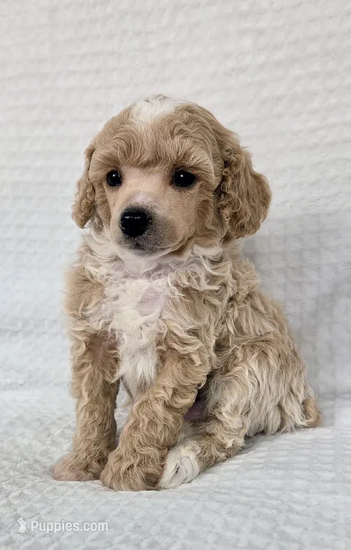 AKC Sage – Poodle - Toy  puppy for sale in Habersham, GA
