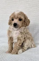 AKC Sage, a male Poodle - Toy  for sale in Habersham, GA – 2 of 9