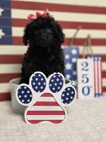 AKC Mercy, a female Poodle - Toy  for sale in Habersham, GA – 10 of 10