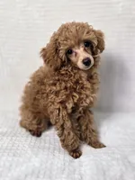 AKC Asher Health Tested, a male Poodle - Toy  for sale in Cornelia, GA – 6 of 10