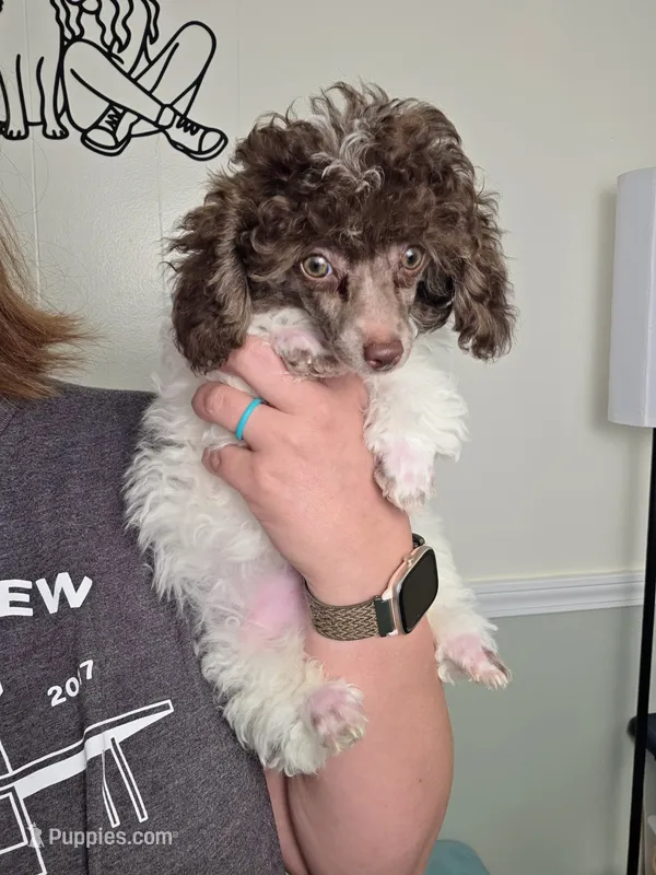 Ollie – Poodle - Toy  puppy for sale in Habersham, GA