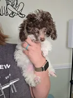 Ollie, a male Poodle - Toy  for sale in Cornelia, GA – 1 of 10