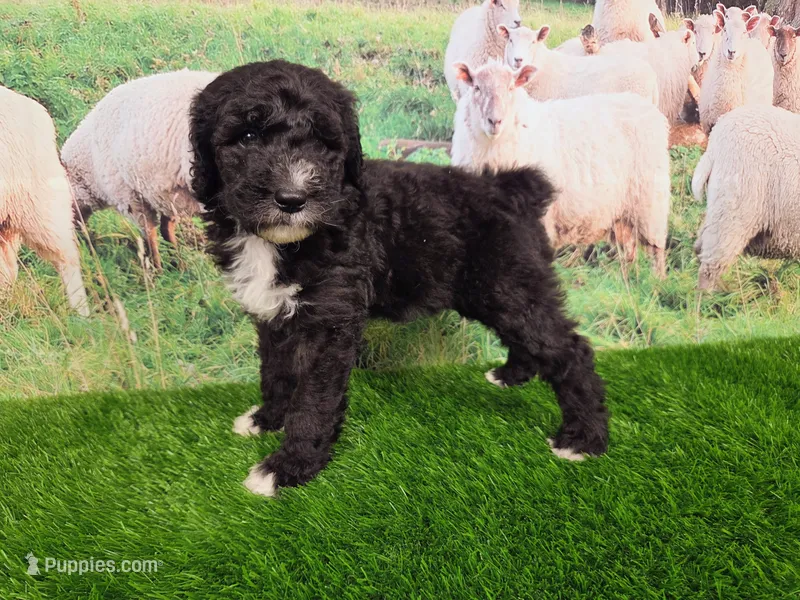 Ronnie – Sheepadoodle puppy for sale in Cornelia, GA