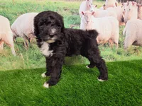 Ronnie, a male Sheepadoodle for sale in Cornelia, GA – 1 of 8