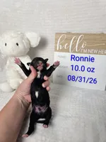 Ronnie, a male Sheepadoodle for sale in Cornelia, GA – 1 of 3