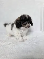 Ollie, a male Poodle - Toy  for sale in Cornelia, GA – 7 of 10