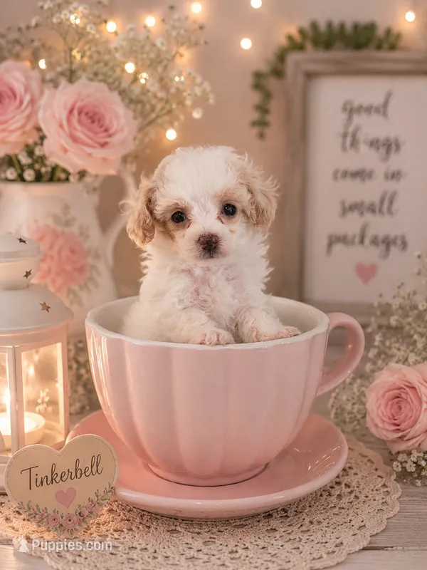 AKC teacup Tinkerbell  – Poodle - Toy  puppy for sale in Habersham, GA