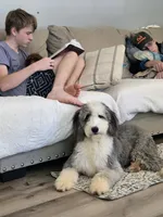 Mae&Ronan, a  Old English Sheepdog and Sheepadoodle for sale in Habersham, GA – 8 of 10