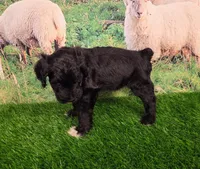 Reggie, a male Sheepadoodle for sale in Cornelia, GA – 10 of 10
