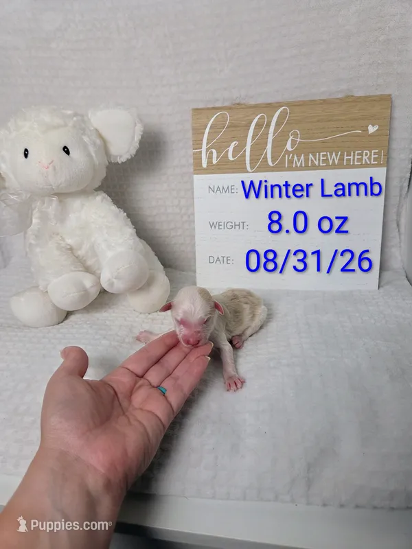 Winter Lamb – Sheepadoodle puppy for sale in Cornelia, GA