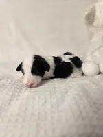 Sebastian , a male Sheepadoodle for sale in Cornelia, GA – 10 of 10