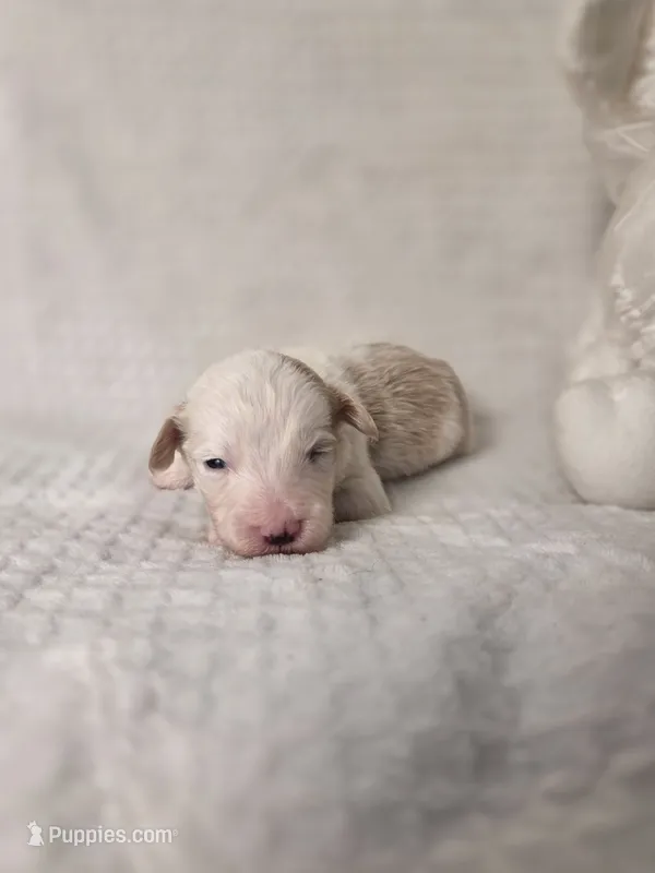 Winter Lamb – Sheepadoodle puppy for sale in Cornelia, GA