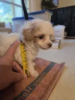 AKC teacup Tinkerbell , a female Poodle - Toy  for sale in Habersham, GA – 7 of 7