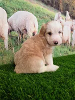 Wool-Eyes, a male Sheepadoodle for sale in Cornelia, GA – 6 of 8