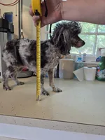 AKC Gracie 5lbs, a female Poodle - Toy  for sale in Habersham, GA – 2 of 6