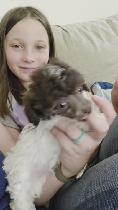 Ollie, a male Poodle - Toy  for sale in Habersham, GA – 10 of 10