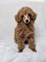 AKC Asher Health Tested, a male Poodle - Toy  for sale in Cornelia, GA – 5 of 10