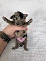 AKC Boaz, a male Poodle - Toy  for sale in Habersham, GA – 1 of 9