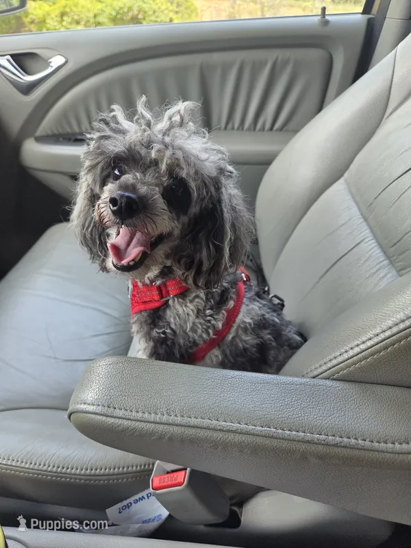 AKC Gracie – Poodle - Toy  puppy for sale in Habersham, GA