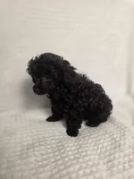 AKC Mercy, a female Poodle - Toy  for sale in Habersham, GA – 3 of 10