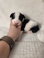 Sebastian , a male Sheepadoodle for sale in Cornelia, GA – 9 of 10
