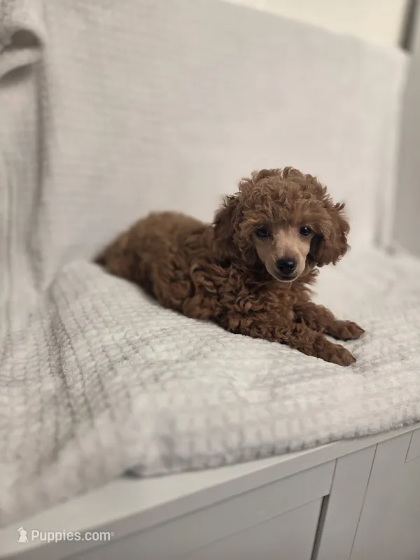 AKC Penny, a female Poodle - Toy  for sale in Habersham, GA – 1 of 10