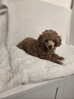 AKC Penny, a female Poodle - Toy  for sale in Habersham, GA – 1 of 10
