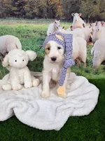Mopple, a male Sheepadoodle for sale in Cornelia, GA – 3 of 8