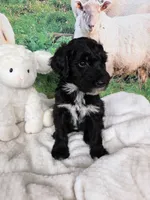 Reggie, a male Sheepadoodle for sale in Cornelia, GA – 9 of 10