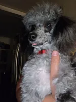 AKC Zeke 5lbs, a male Poodle - Toy  for sale in Habersham, GA – 7 of 9