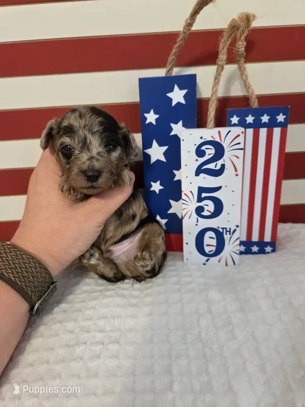 AKC Boaz – Poodle - Toy  puppy for sale in Habersham, GA