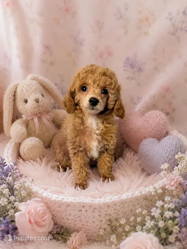 AKC Rose – Poodle - Toy  puppy for sale in Habersham, GA