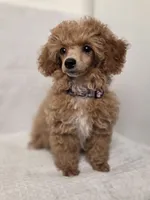 Sophie , a female Poodle - Toy  for sale in Habersham, GA – 3 of 8