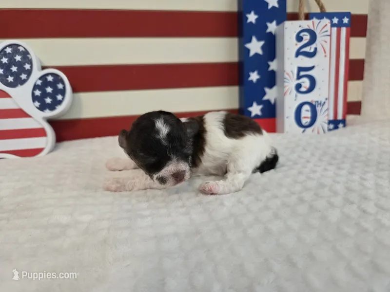 Ollie – Poodle - Toy  puppy for sale in Habersham, GA