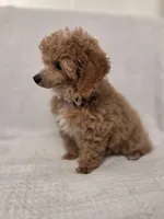 Sophie , a female Poodle - Toy  for sale in Habersham, GA – 4 of 8