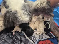 Reggie, a male Sheepadoodle for sale in Cornelia, GA – 3 of 3