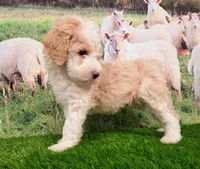 Sir Richfield , a male Sheepadoodle for sale in Cornelia, GA – 4 of 10