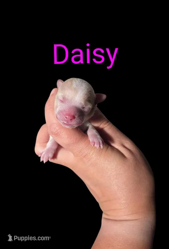 AKC Daisy – Poodle - Toy  puppy for sale in Habersham, GA