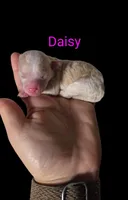 AKC Daisy, a female Poodle - Toy  for sale in Habersham, GA – 2 of 6