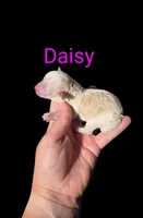 AKC Daisy, a female Poodle - Toy  for sale in Habersham, GA – Photo 2 of 4