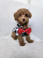 AKC Asher, a male Poodle - Toy  for sale in Cornelia, GA – 7 of 10